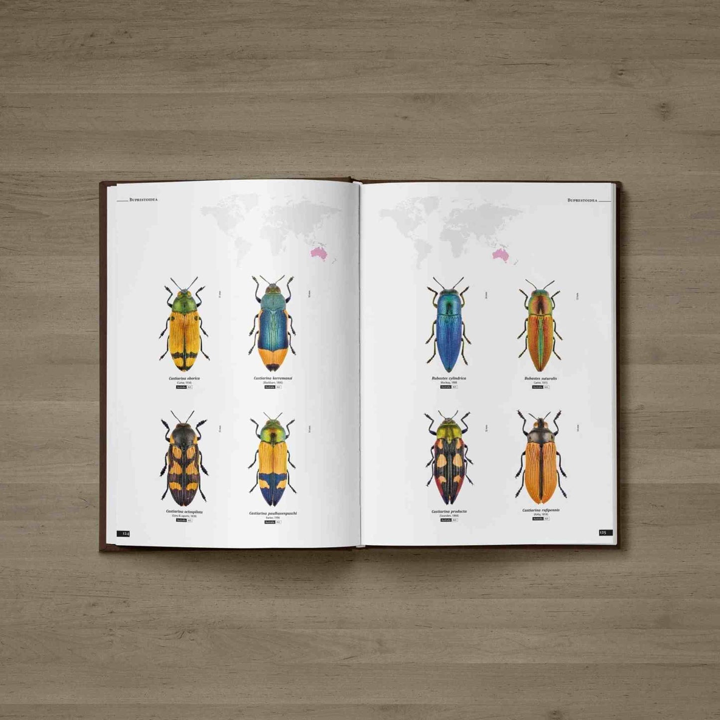 Jewel Beetles of the World