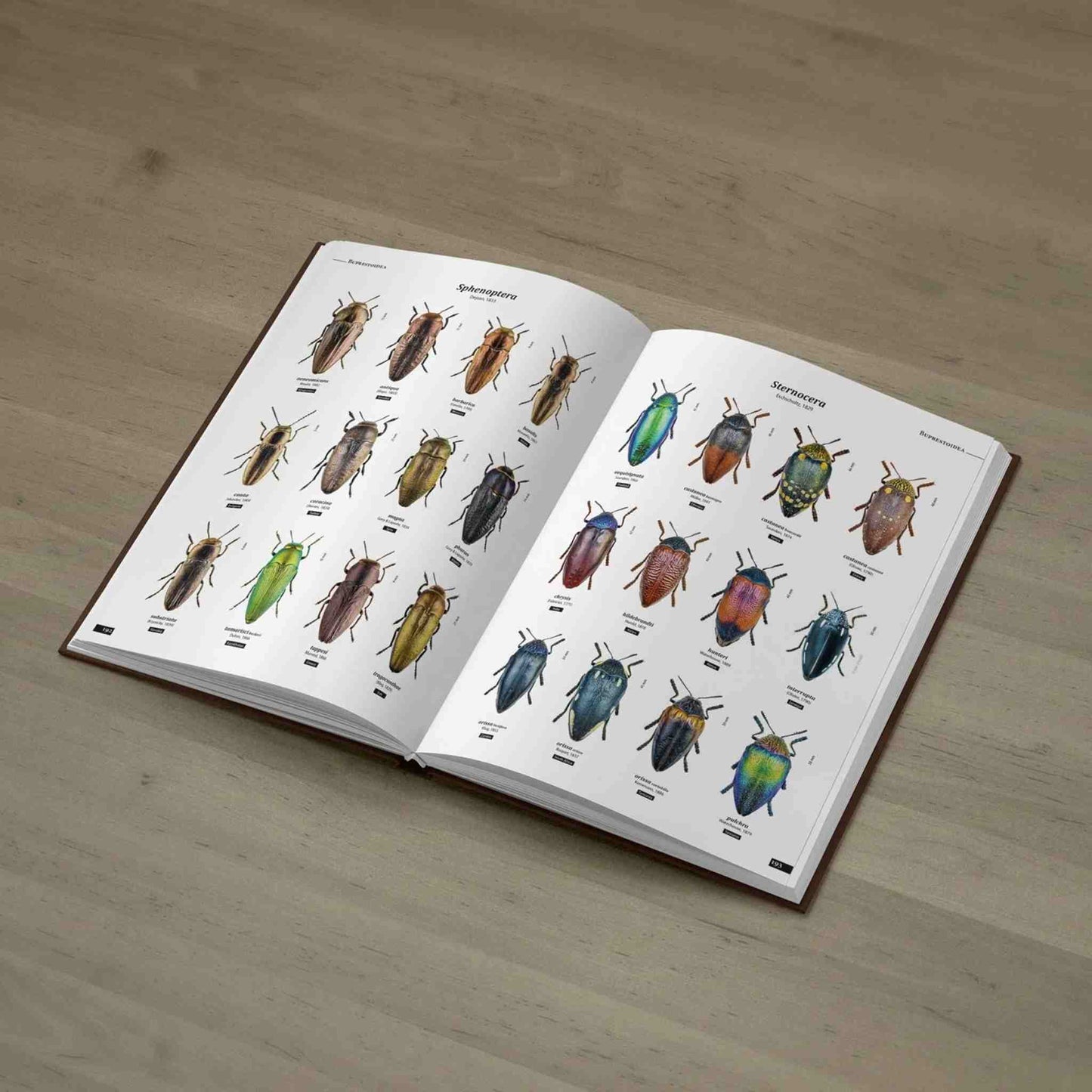 Jewel Beetles of the World