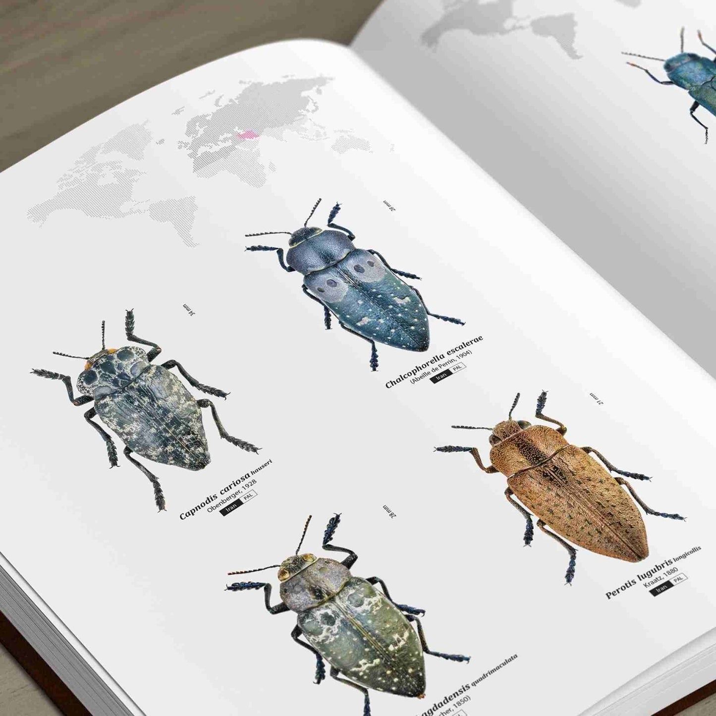 Jewel Beetles of the World