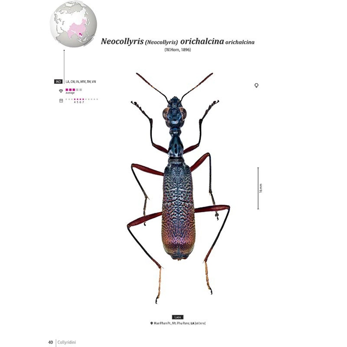 Tiger Beetles of Orient