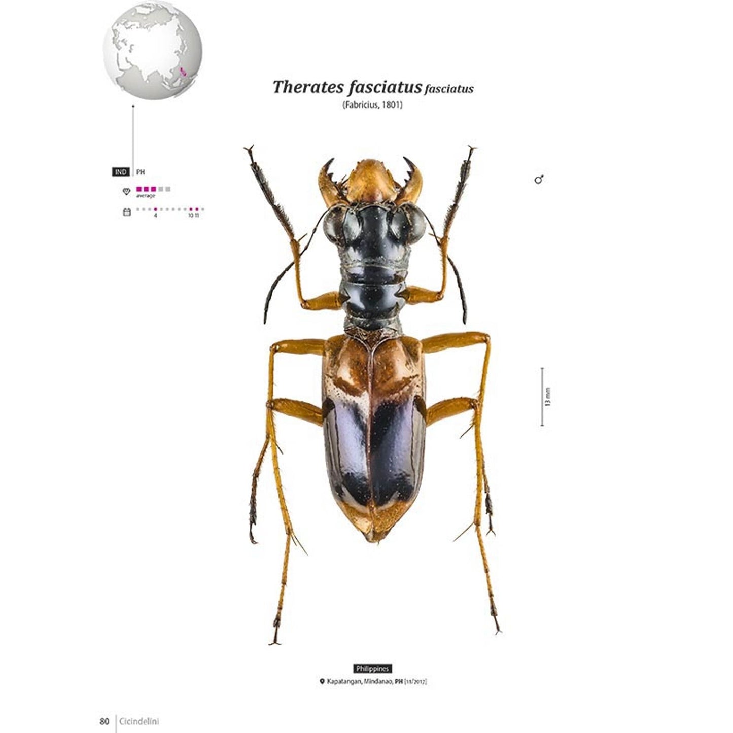 Tiger Beetles of Orient