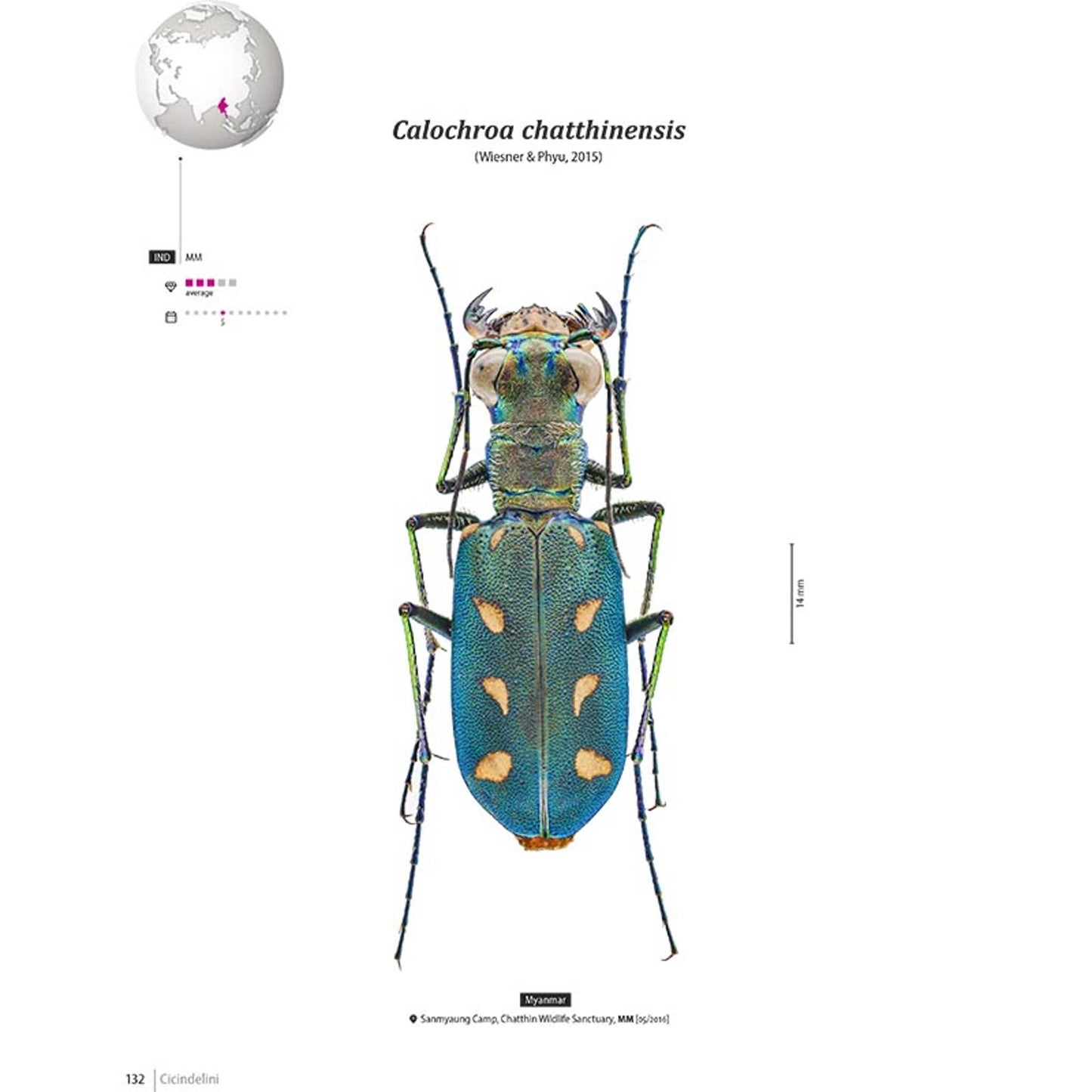 Tiger Beetles of Orient