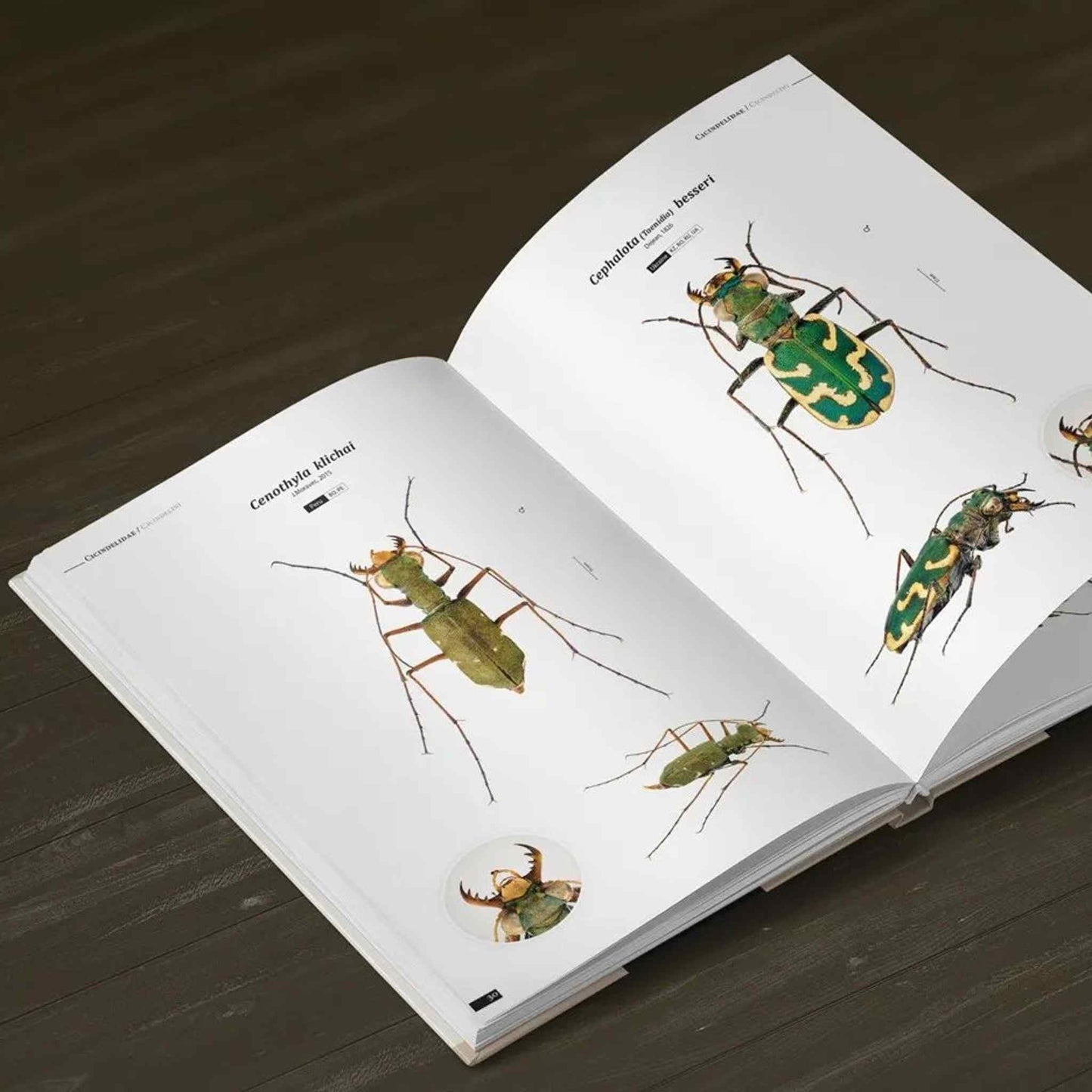 Tiger Beetles of the World