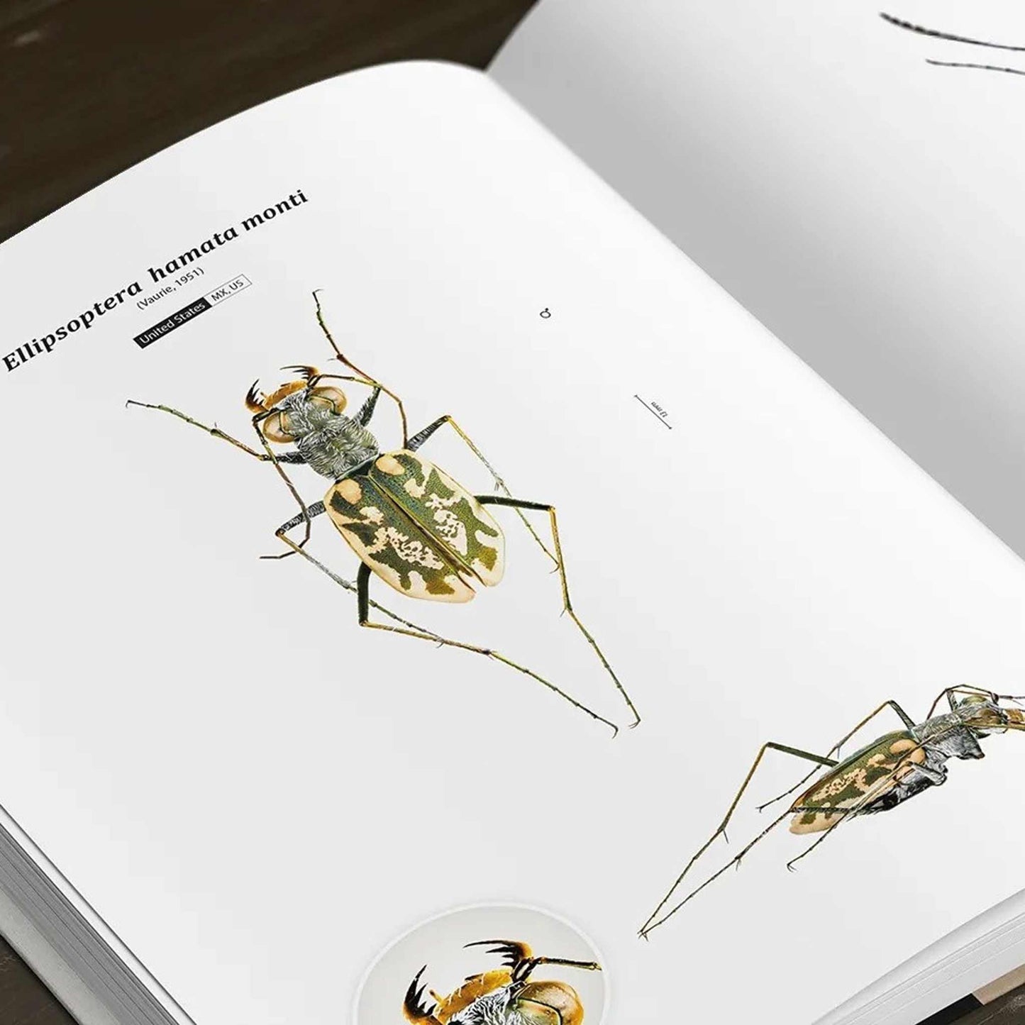 Tiger Beetles of the World